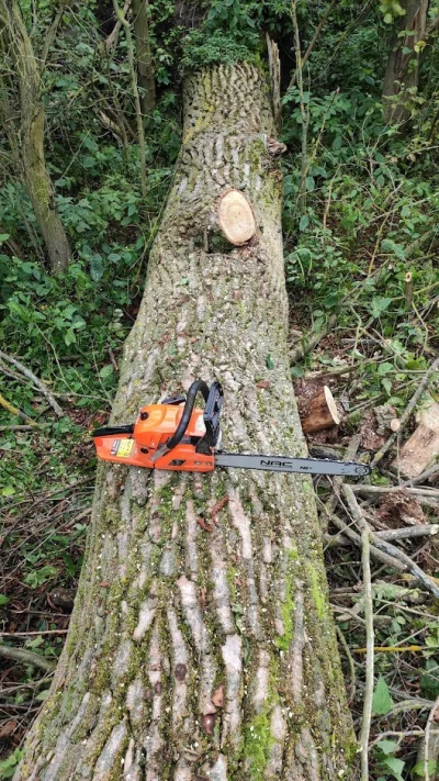 bajcik - Pytanie do doświadczonych Mirków spod #drwal #pilarki #drewno #las jak porżn...