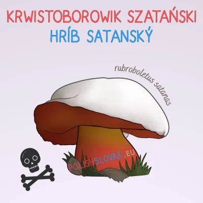 PolishSlovak - Krwistoborowik szatański
Polska nazwa krwistoborowik pochodzi ze słów...