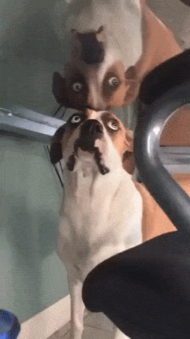 RandomowyJanusz - #smiesznypiesek #gif