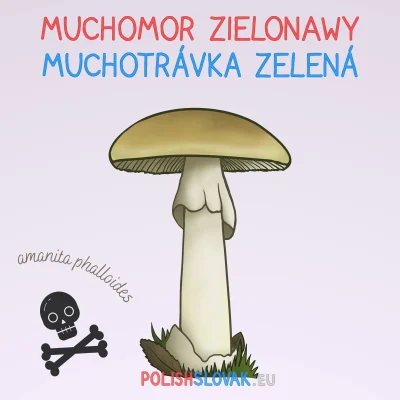 PolishSlovak - Muchomor zielonawy
Polska nazwa muchomor pochodzi od słów mucha oraz ...