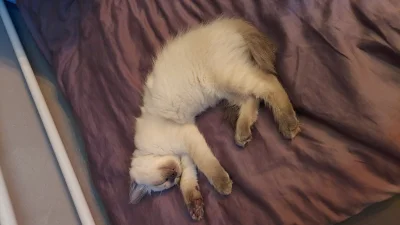RockFear - Czy śpiącemu Discordowi wolno plusa? :3
#koty