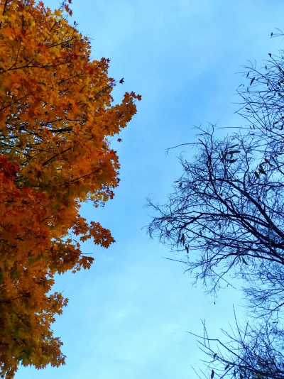 trusru - Dwa oblicza jesieni, jedno zdjęcie

#fotografia #przyroda #jesien