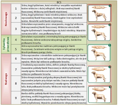 sokal44 - @Mandarex: Nie jestem ekspertem ale szukając grafik nt. oceny psów i ich bu...