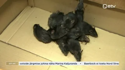 cheeseandonion - >Rat King found in Estonia. A natural phenomenon where rats get tied...