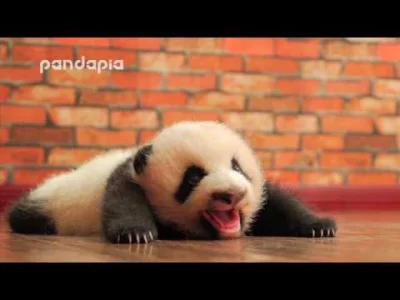 marek_g - Za dużo cukru.
#zwierzeta #pandy #panda #przyroda #zwierzaczki