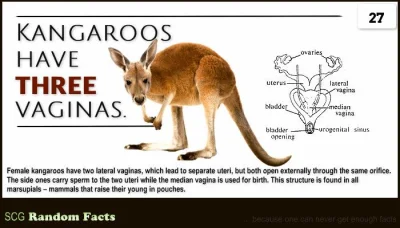 Kosciany - @satiata: Kangury mają 2 penisy i 3 waginy... co jest w sumie dziwne.
Ale...