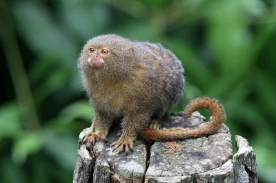 Fallriv - Pigmejka Karłowata to najmniejsza małpka świata. Ma zaledwie 100 gram, a je...