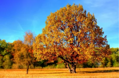 Sandrinia - Dokończ rym:
"A na drzewach zamiast liści będą wisieć..."
#glupiewykopo...