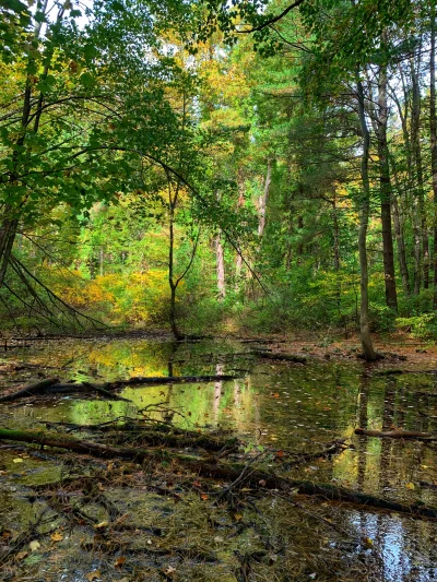 R2D2zSosnowca - Shelton Lakes #connecticut +17C

#r2d2zwiedza #natura #usa

[więcej z...