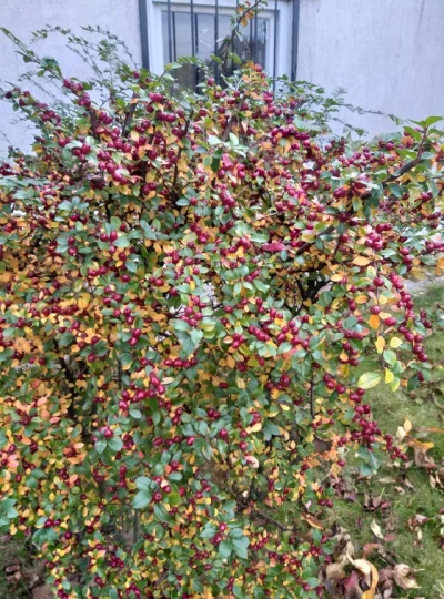 Claxon - Co to za krzew, owoc? Porzeczka, może głóg? Rośnie u mamy w ogrodzie i nie w...