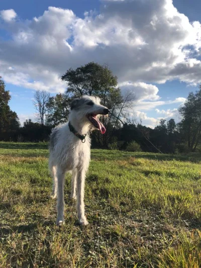 deerhound - @kicioch: Tula pozdrawia