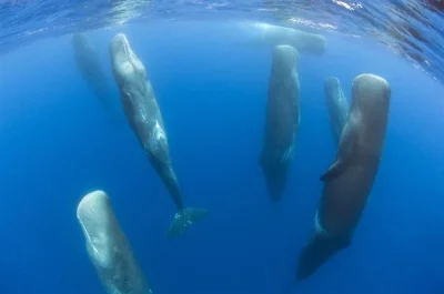 KapitanJaszczurka - A tak se śpią wielorybki