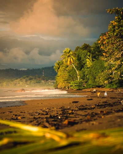zbigniew-wu - Wczorajsze popołudniowe pieski ganiające na plaży w Kostaryce. Drake Ba...