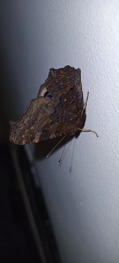 janstar - Taki oto motyl zawitał wczoraj do mieszkania. Co to za gatunek, jak mu pomó...