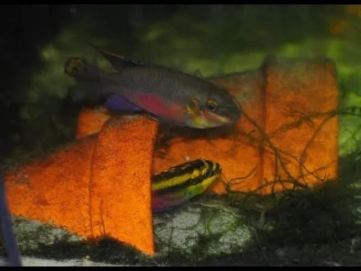 Papja - Pelvicachromis pulcher WF Nigeria, para czerwonej formy z narybkiem. Tak jak ...