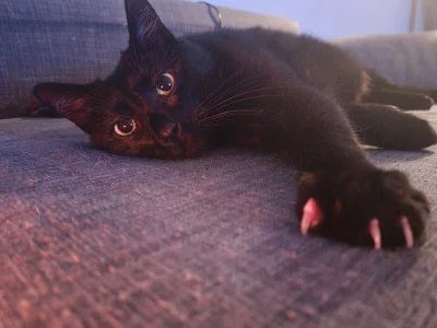 pieczarrra - Bubu zaprasza do śpiulkolotu i życzy spokojnej nocy.

#koty #pokazkota #...