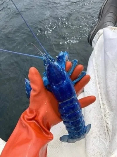 starnak - Ten niebieski homar został wczoraj złowiony u wybrzeży Portland i wrócił do...