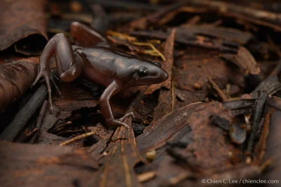 likk - zamiast powitania słów #porannaporcja Gastrophrynoides borneensisów
 
Gastro...