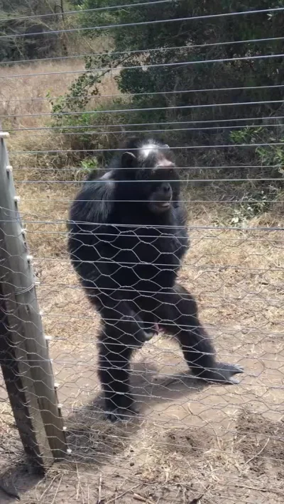 cheeseandonion - #szympansy