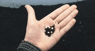 RandomowyJanusz - #owady #smiesznypiesek