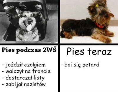 krymic1991 - ojej bo pieski się boją huków....