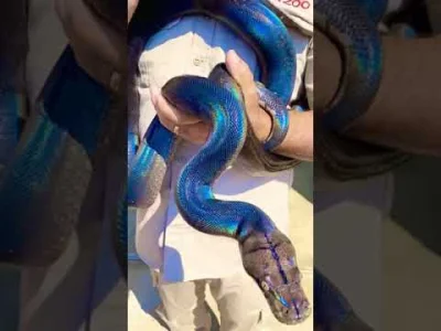 starnak - Niebieskie węże.