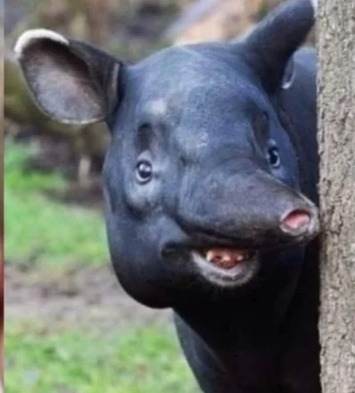 jaroty - Gang tapirów znowu błysnął xD