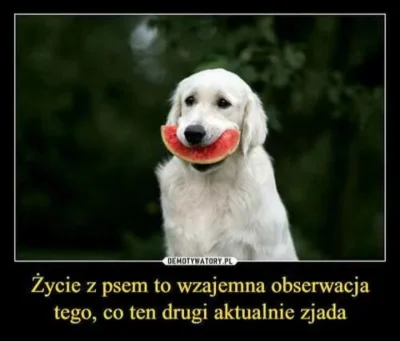 Marbloro - O właśnie... Idealnie ujęte (｡◕‿‿◕｡)
#pies #psy #zycie #gownowpis