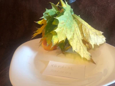 kefaise - Peleryna z liści klonu w pełnej okazałości.