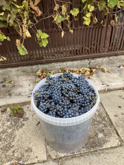 wootschki23 - zebrane winogrono, poszło bardzo sprawnie, bo było go mnóstwo