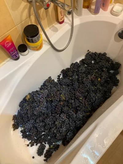 wootschki23 - winogrono w wannie, bo trzeba było umyć xD