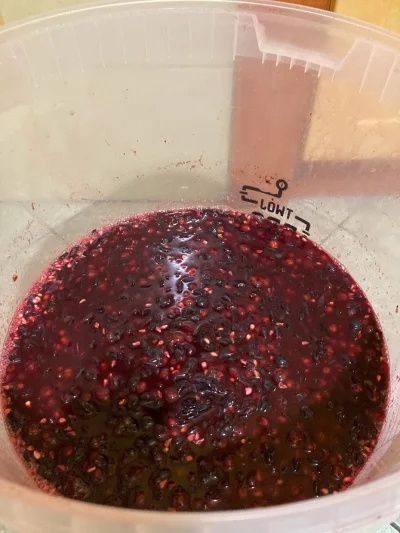 wootschki23 - wyciśnięty sok w zbiorniku fermentacyjnym