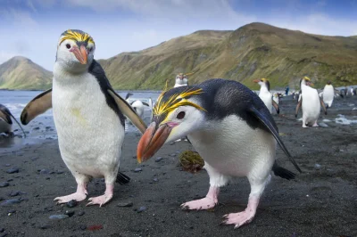 likk - zamiast powitania słów #porannaporcja złotoczubych pingwinów
 
Pingwin złoto...