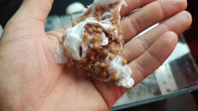 Wisimita - Ptaszniki w stadium nimfy II. Następna wylinka i będą już prawowitym morde...