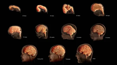 fiziaa - Obrazy fMRI mózgu płodów na różnym poziomie rozwoju. Czy to są "zlepki komór...