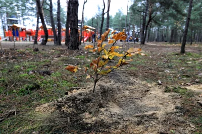 rzezbiarka - Moja gmina dostała ponad 200 tysięcy złotych na posadzenie drzew. Pienią...