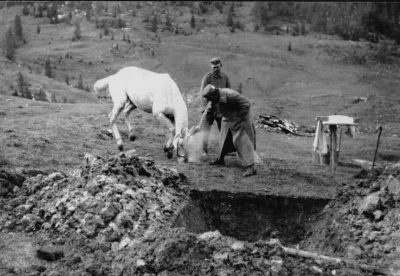 myrmekochoria - Austro - Węgierski żołnierz "usypia" konia, I wojna światowa. 

#st...