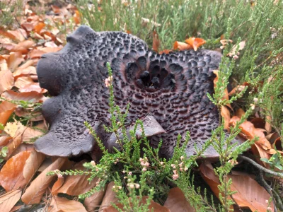 firmowy_leser - Sarniak sosnowy, całkiem spory - w komentarzu bonus
#grzyby #grzybobr...