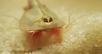 cheeseandonion - Przekopnica długowidełkowa (Triops longicaudatus)
#przekopnice