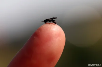 M.....e - Pamiętacie oskę? Budowniczego najeżonych gniazd?
Zobaczcie, jakie to maleń...