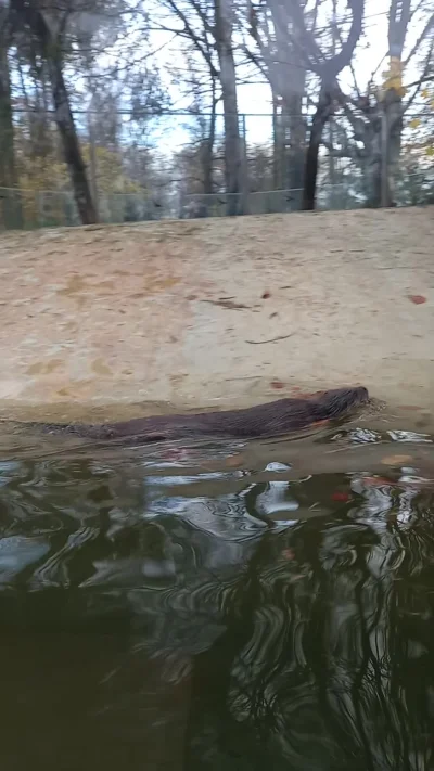 KapitanJaszczurka - Widzieliśmy dzisiaj wyderki. Tylko chłop z bombelkiem nas denerwo...