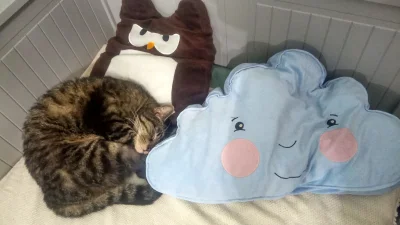BotRekrutacyjny - Pora spać

#glodnajulka #koty #smiesznekotki