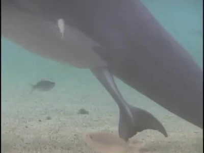 cheeseandonion - #delfin i #bombelek