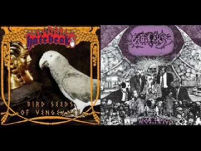 Niebadzlosiem - Dziś się dowiedziałem że jest #blackmetal zespół z papuga na wokalu. ...