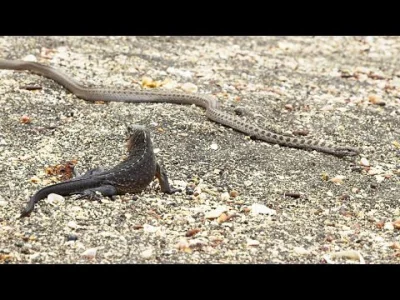 starnak - Iguana vs węże
