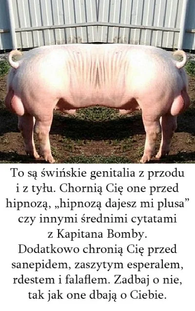 Scybulko - Polskie służby powinny być już dawno temu wyposażone w świńskie genitalia ...