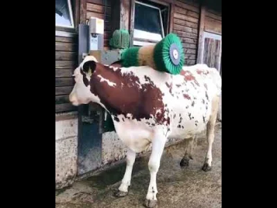 NorthropGrummanX - @Niukron: Rozumiem, że na tym filmiku krowa jest wielce nieszczęśl...