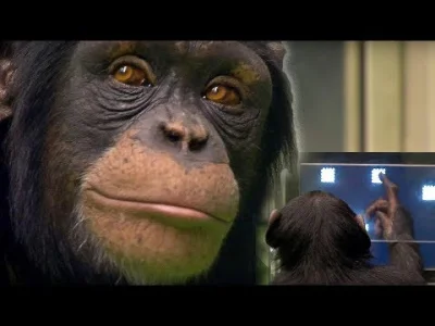 senseiek - Człowiek nie daje rady pokonać szympansa w grze w której trzeba tylko zapa...