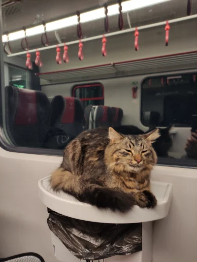 JankesGhost - Kitku w pociągu ( ͡° ͜ʖ ͡°)

#koty #kot #pokazkota #pkp