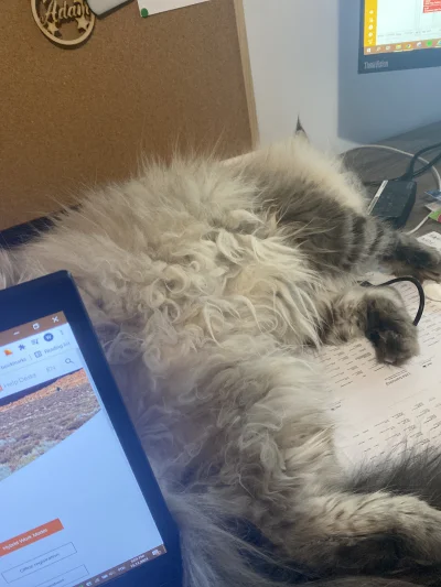 sweetbunny - Tak wyglada wsparcie kota w pracy. On śpi brzuchem do góry a ja mam zara...